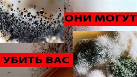Опасность плесени на маринованных помидорах