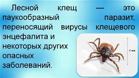 Опасные болезни, которые могут передавать клещи