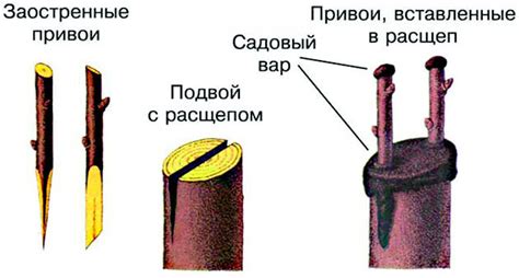 Описание процесса прививки каштанового дерева