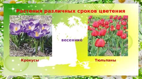 Определение сроков цветения