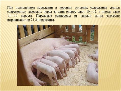 Оптимальная стратегия разведения свиней