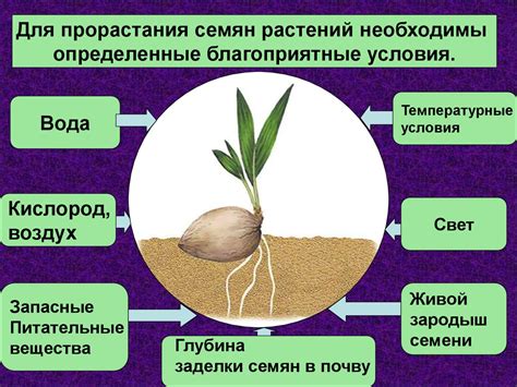 Оптимальные условия уровня углекислого газа для прорастания семян
