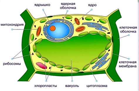 Организмы на Земле с необычным клеточным строением