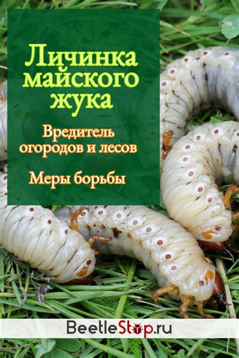 Органические методы борьбы с личинками майского жука