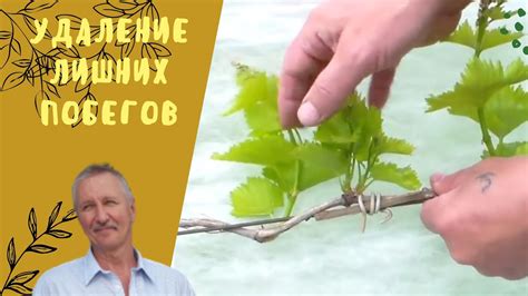 Освобождение от лишних побегов
