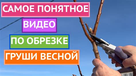 Основные правила обрезки: