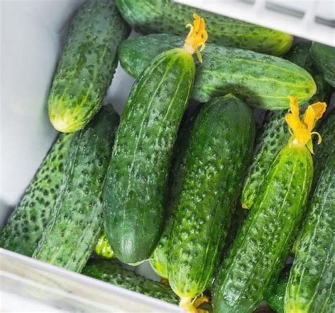 Основные принципы сохранения свежести огурцов в вакууме