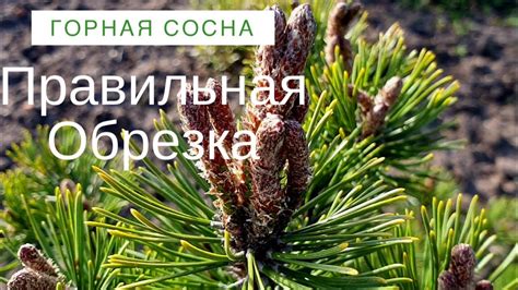 Основные техники обрезки горной сосны