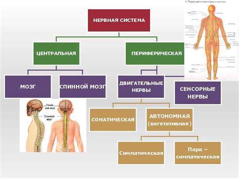 Основные функции мочковой системы