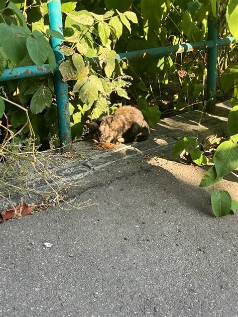 Основные шаги при взятии котенка с улицы:
