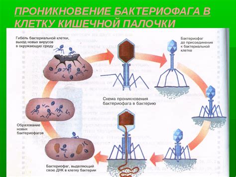 Особенности действия бактериофагов