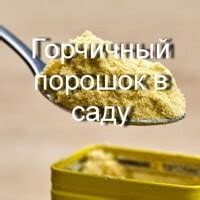 Особенности использования горчичного порошка