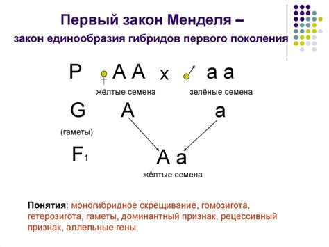 Особенности наследования мужчинами и женщинами