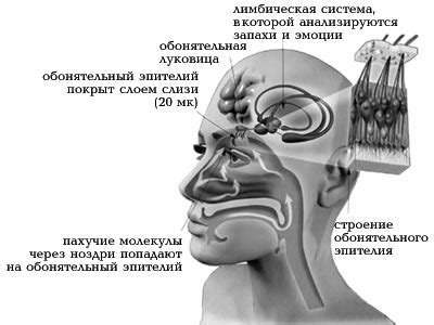 Особенности обоняния у человека