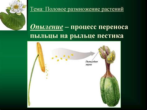 Особенности переноса взрослых растений