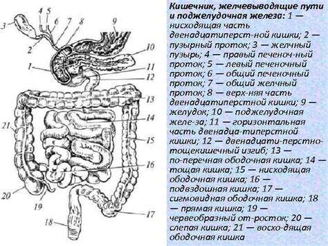 Особенности пищеварения вспенившегося супа