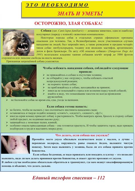 Особенности повышения температуры после укуса собаки