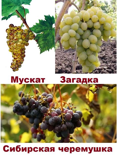 Особенности полива винограда в Сибири
