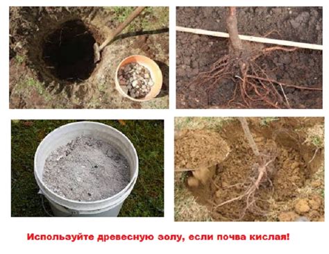 Особенности почвы для посадки вишни и грушей