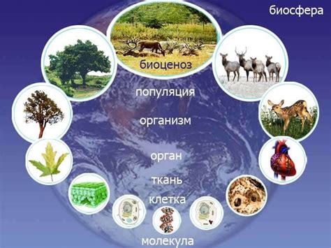 Особенности цвета живых организмов