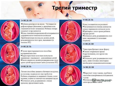 Особенности 3 триместра беременности