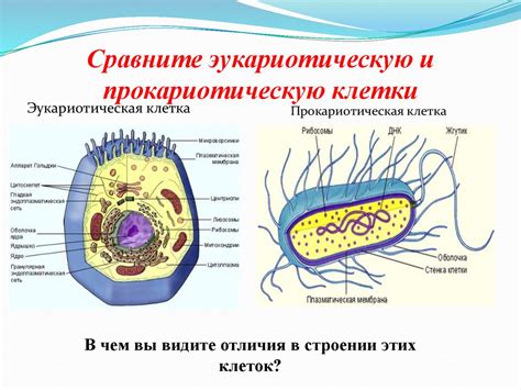 Отличие прокариотических клеток от эукариотических