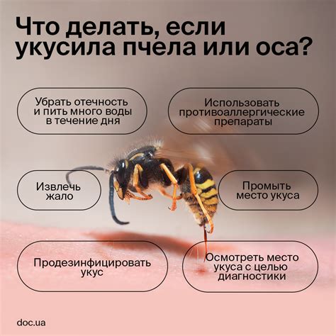 Отличия укуса оси от укуса пчелы