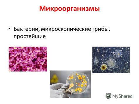 Отсутствие активных микроорганизмов