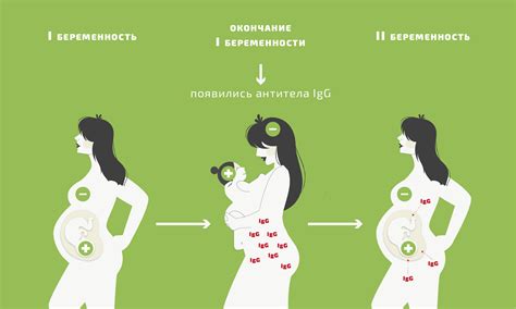 Отсутствие резус-фактора: риск для беременности и новорожденного