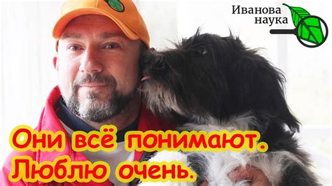 Охотничья собака в квартире: основные проблемы и решения