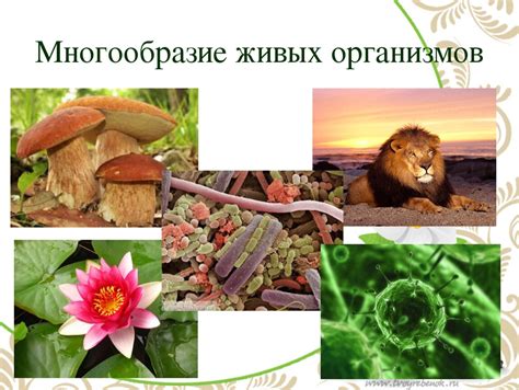 Очарование многообразия живых организмов