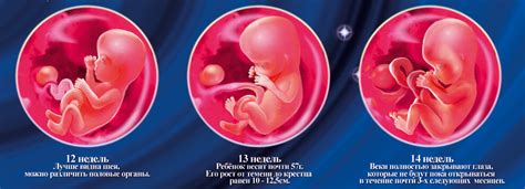 Ощущения на 12 неделе беременности