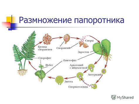 Папоротники как местообитания для различных организмов