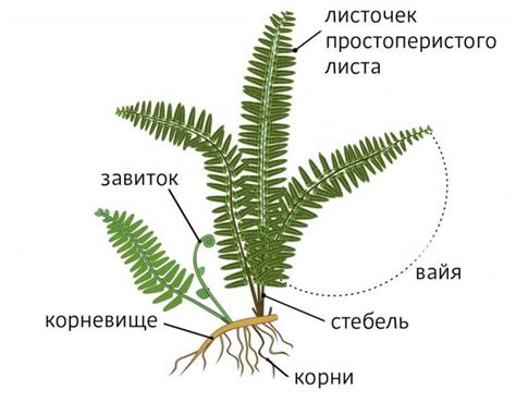 Папоротники как основные поставщики кислорода