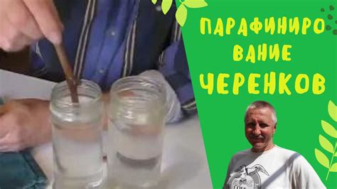 Парафинирование черенков: эффективность метода