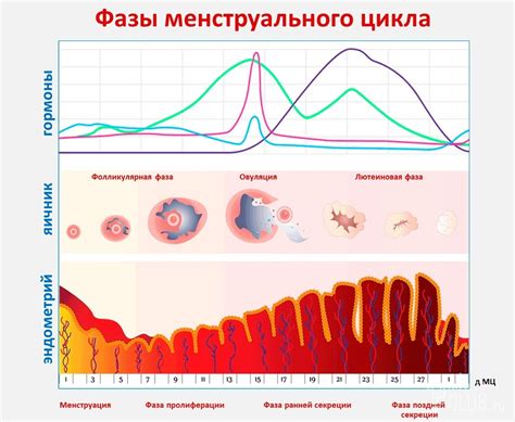 Первая стадия восстановления эндометрия