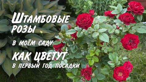 Первый год после посадки: что ожидать