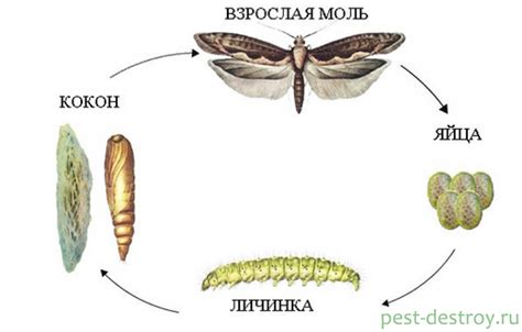 Питание личинки