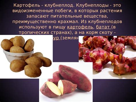 Питательные вещества в ботве картофеля