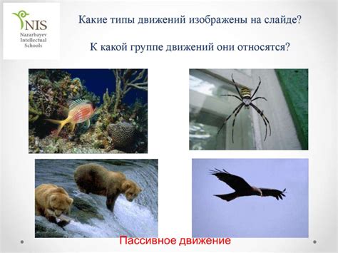 Плавательные методы передвижения у животных