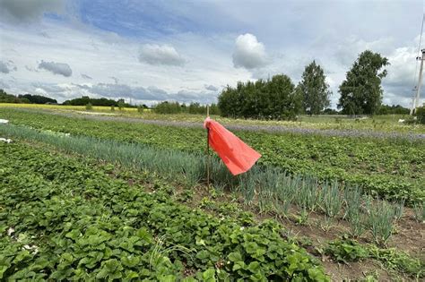 Плюсы и минусы посева сидератов в октябре