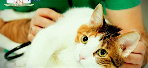 Плюсы и минусы стерилизации кошек в возрасте 15 лет