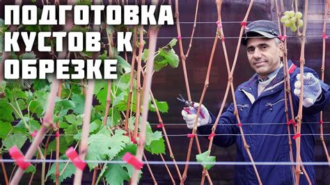 Подготовка к обрезке винограда