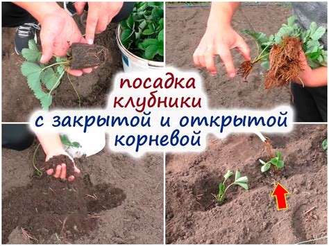 Подготовка к посадке кустов осенью