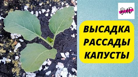 Подготовка к посадке рассады в грунт