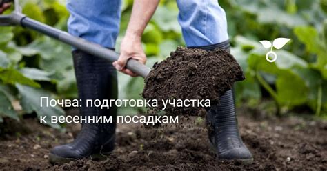 Подготовка почвы для посадки каштана