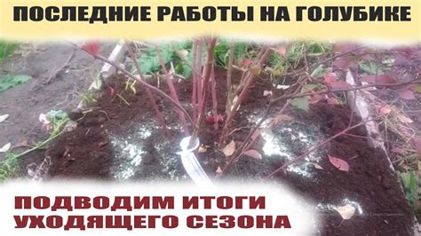 Подготовка растений перед черенкованием голубики садовой