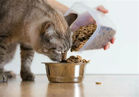 Подходящие продукты для кастрированного кота