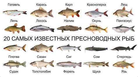 Позитивные аспекты содержания рыб во множественном числе