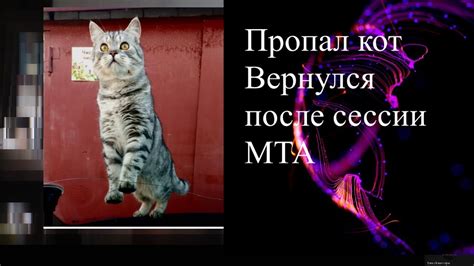 Поиск пропавшего кота